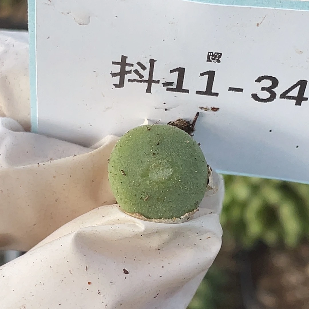 11-34毛钮扣多肉植物