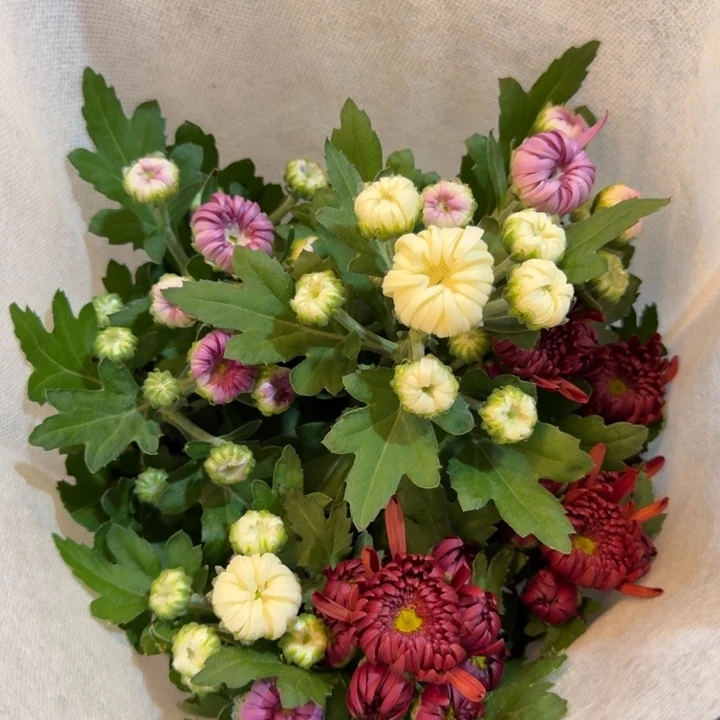 龙爪菊红白紫三色