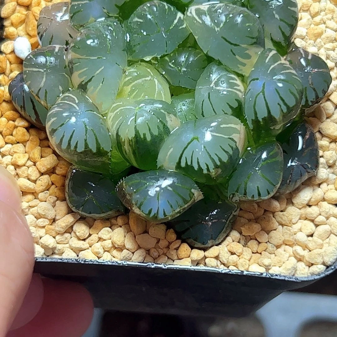 卜卜紫母本锦十二卷