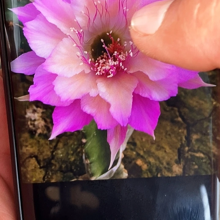 丽  极光 /侧芽歪20包邮/