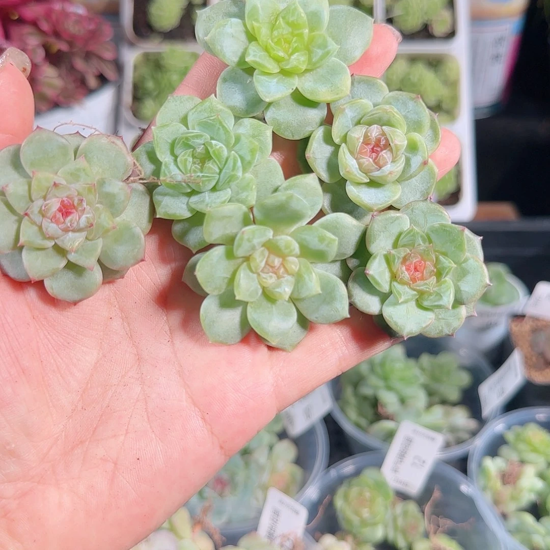 0708---15糖心珍妮