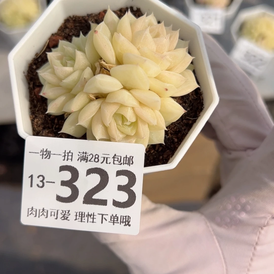 我****瓜白天鹅麦秆多肉多肉多肉多肉