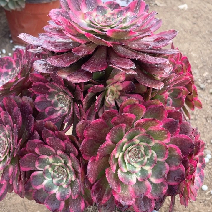 894多肉植物红金刚