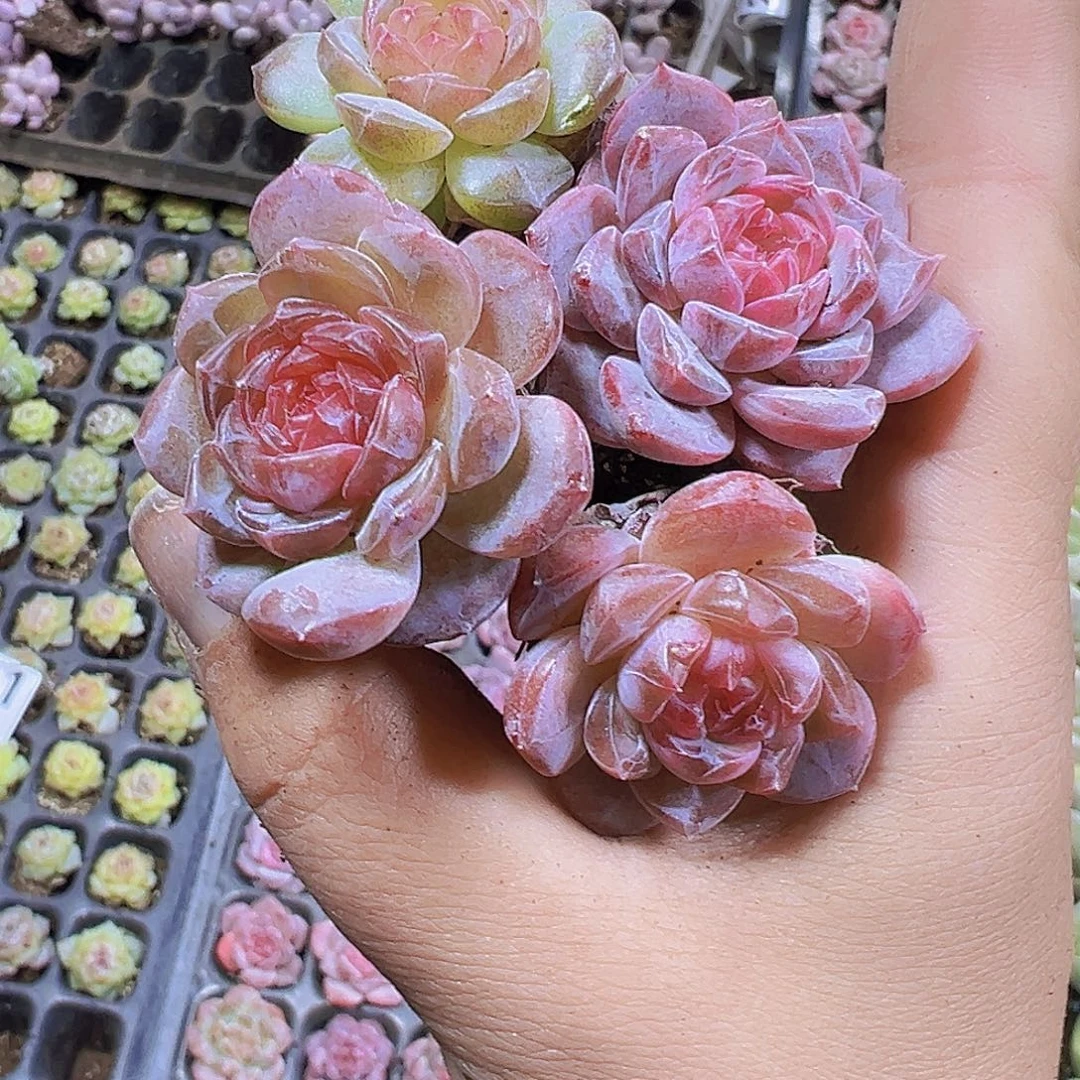 精品冰魄3个19包邮