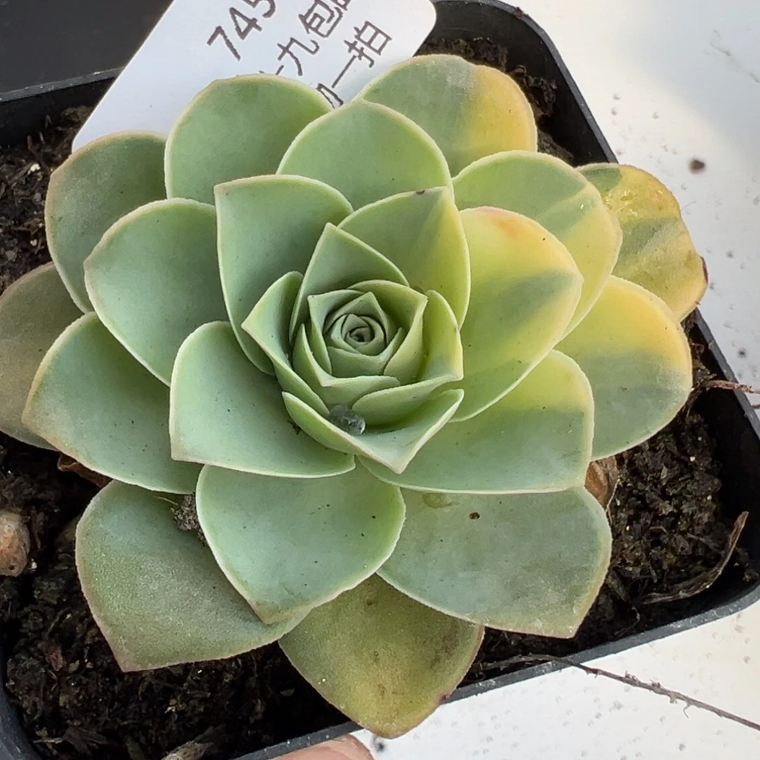 745 山地玫瑰带盆土发货自然锦