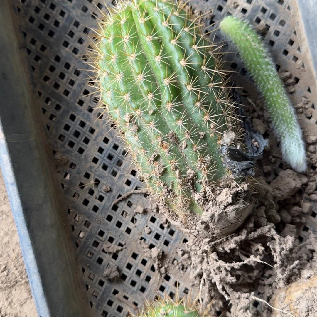 新品毛花柱根脱土发货斑10公分左右