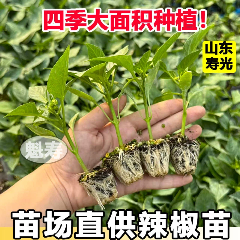 辣椒苗二荆条特大牛角椒羊角椒方椒线椒甜椒方椒四季蔬菜苗包邮