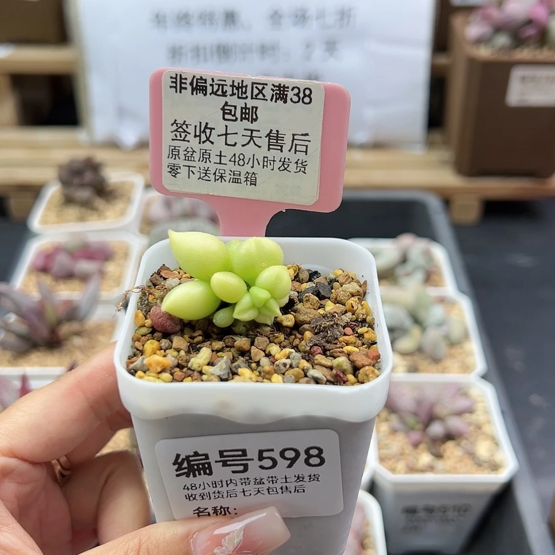 月****5598大红嘴多肉植物