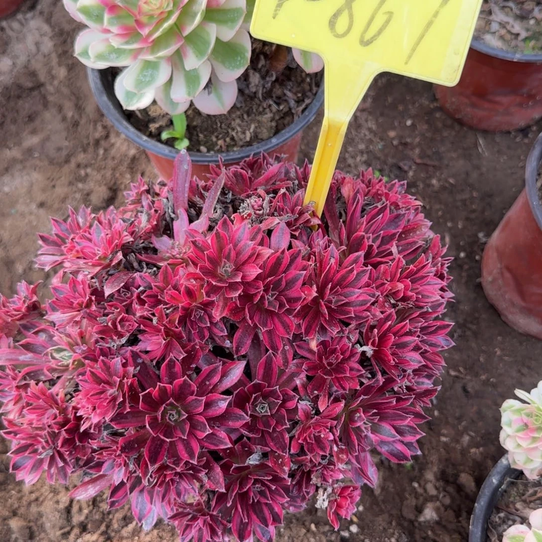 4-867-++多头多肉凤凰超白