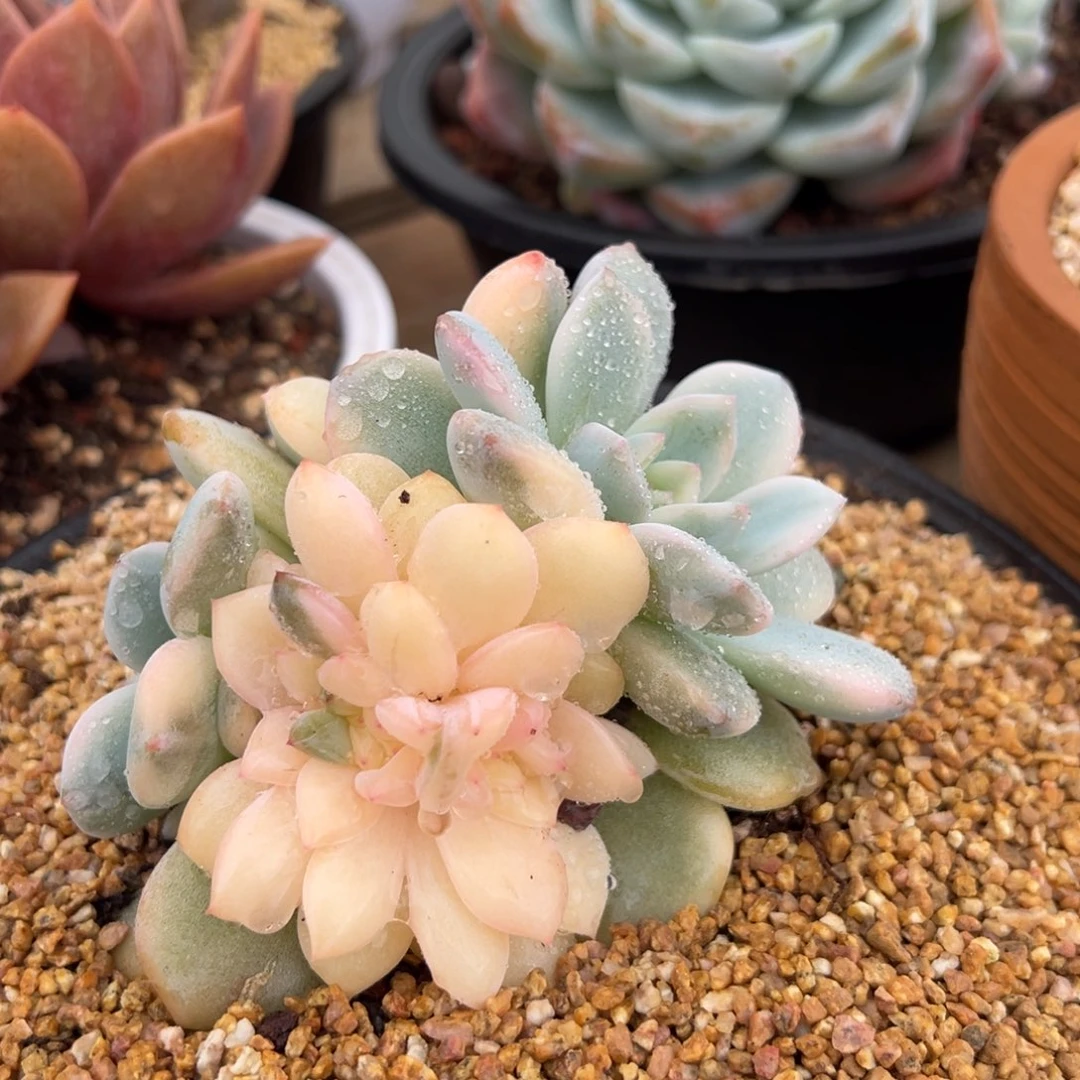 橙梦露锦 阿松多肉