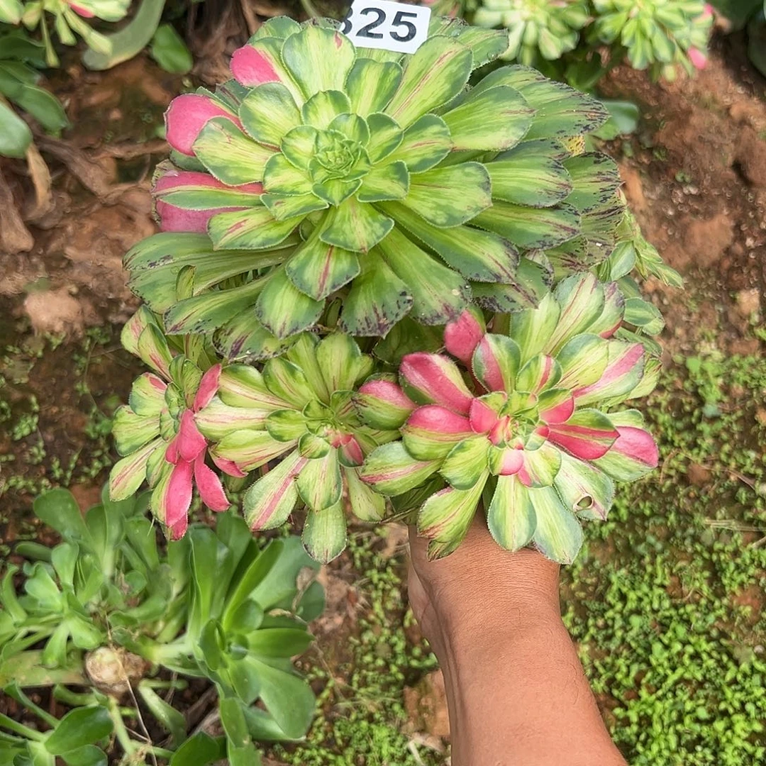 精品多肉植物825知否