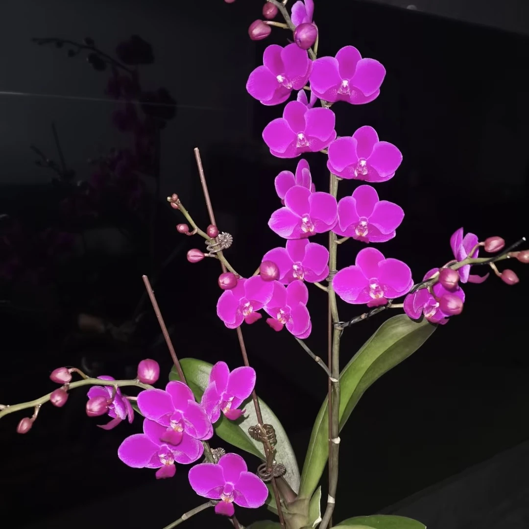 《蝴蝶兰—满天红》 2.8带剑（未开花）高档花卉，净化空气。