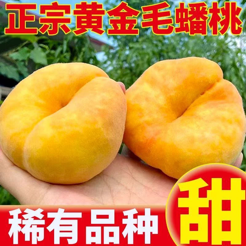 新鲜应季黄金毛蟠桃皮薄甜嫩多汁产地直采现发5斤
