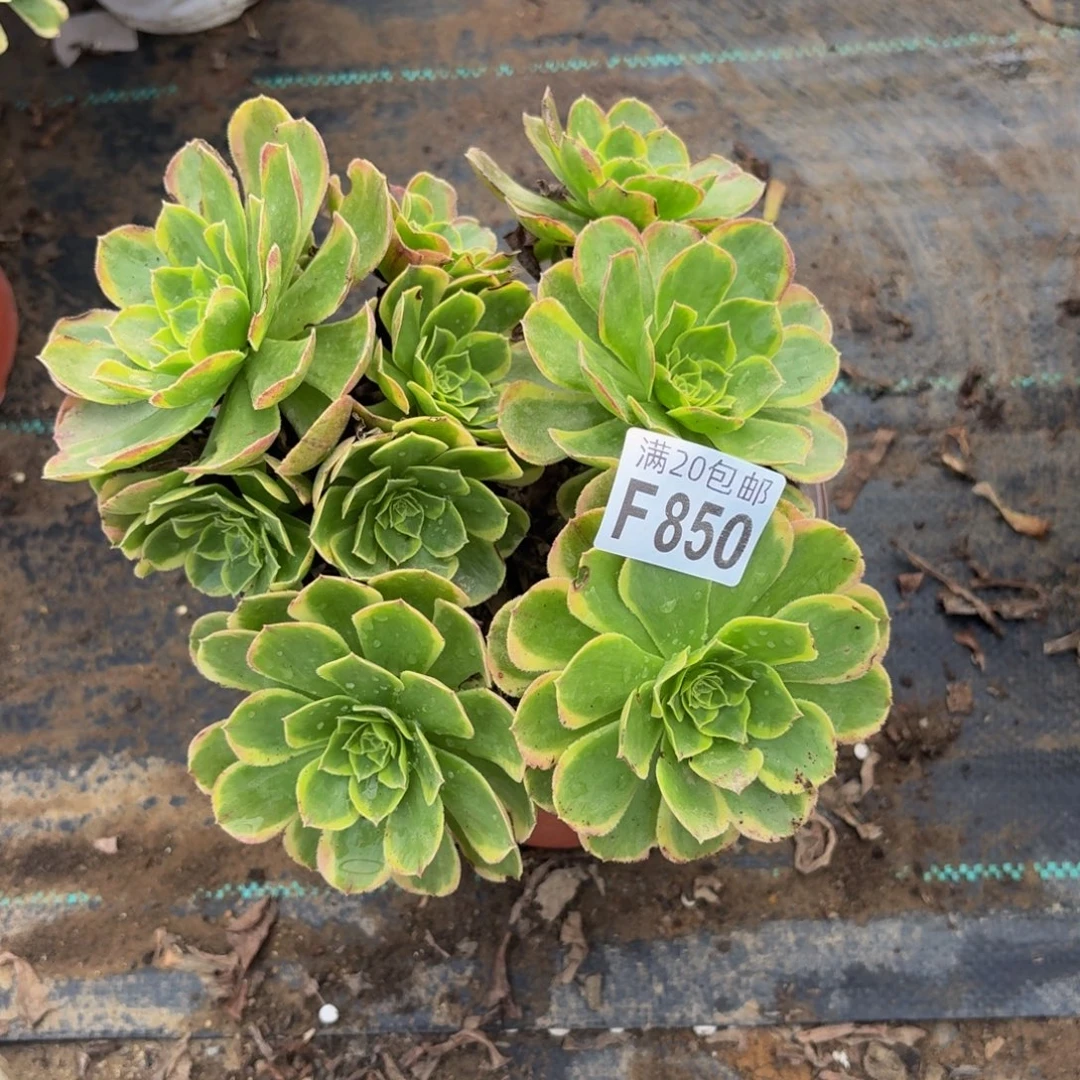 850多肉植物捧花的