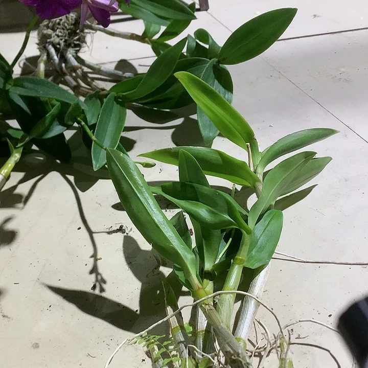 完全开放一代大紫眸，大小5苗原盆发，花叶不包损