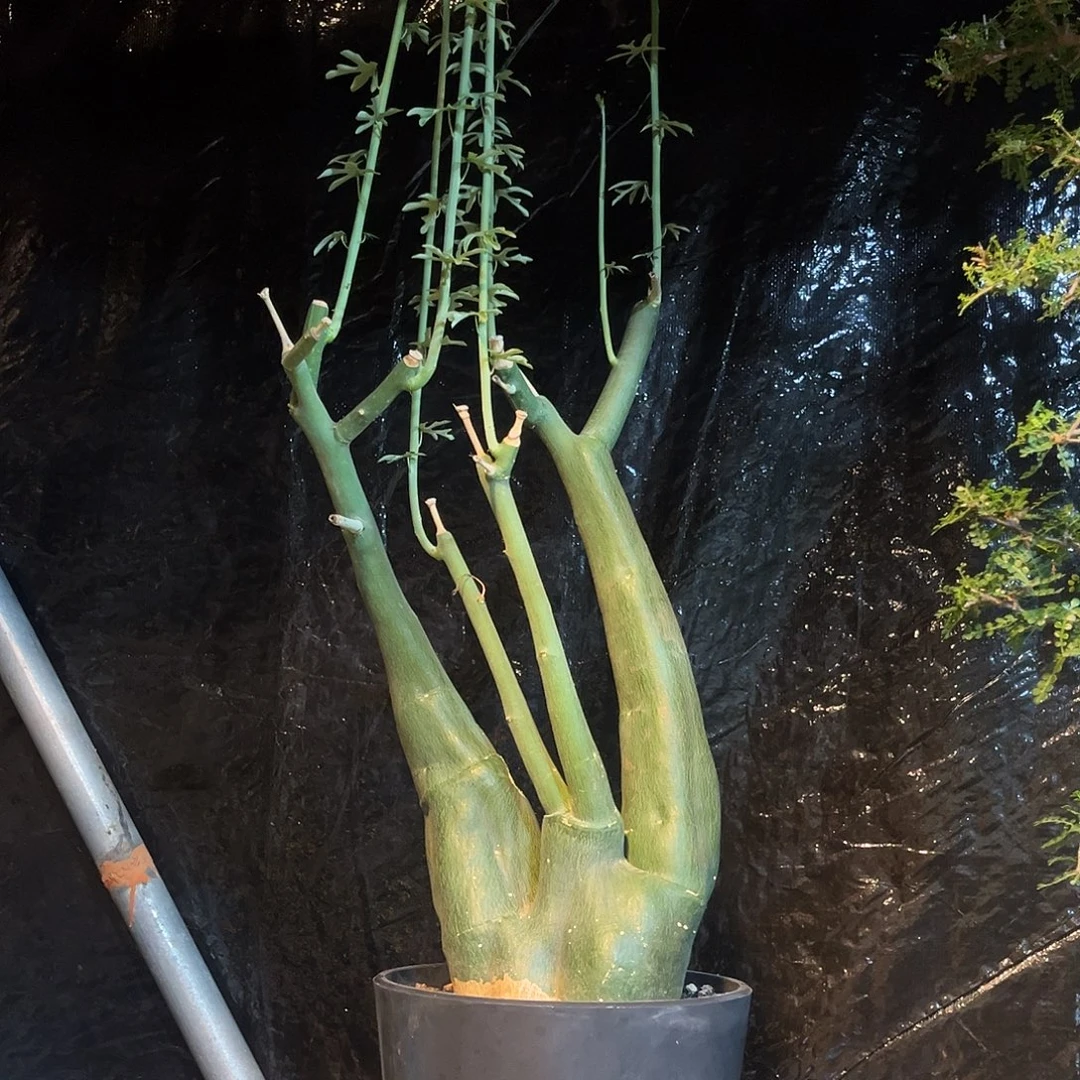 毒腺蔓6699999999999999