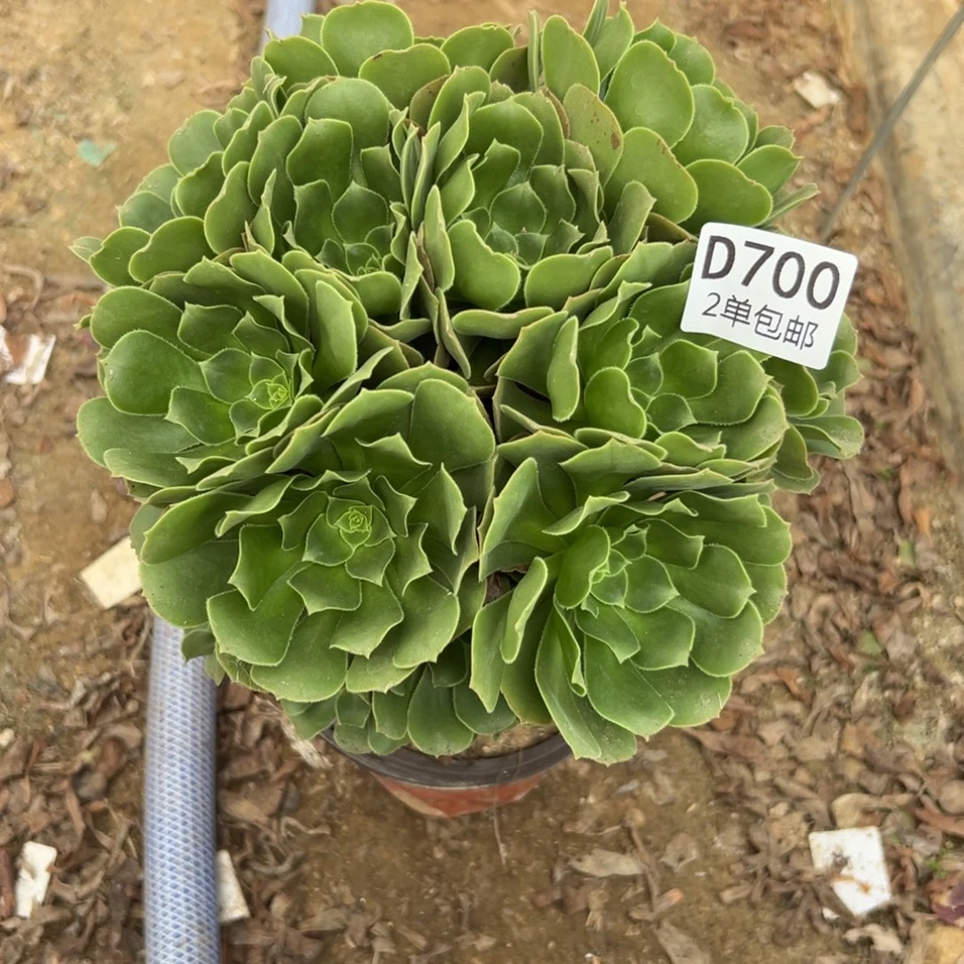 700多肉  绿羊绒不包断头