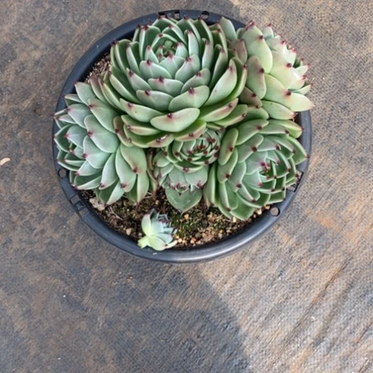 天****康超级蓝龙群6头88888888