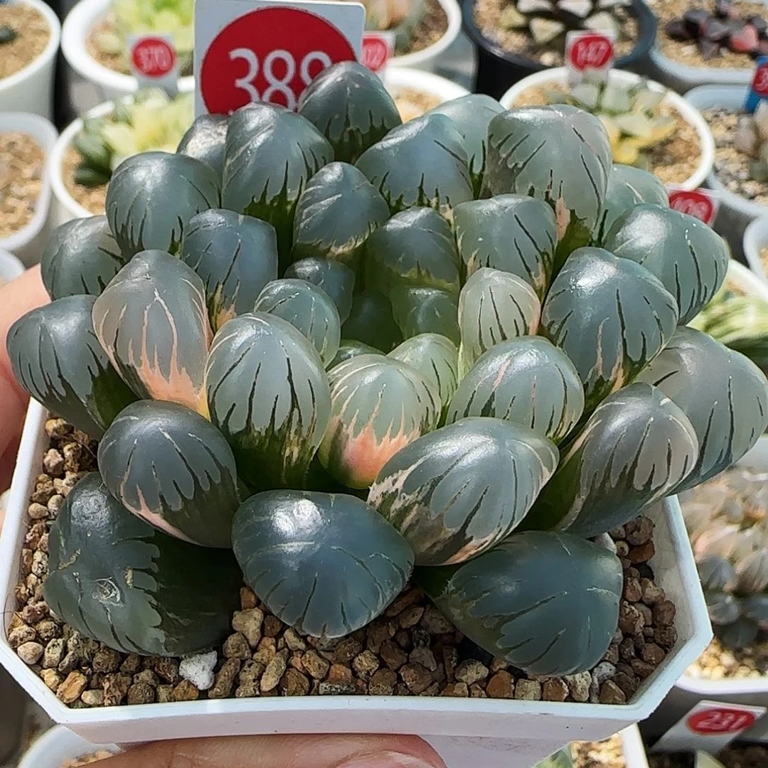 388号非组大窗冰灯玉露锦8.2左右一物一拍带盆