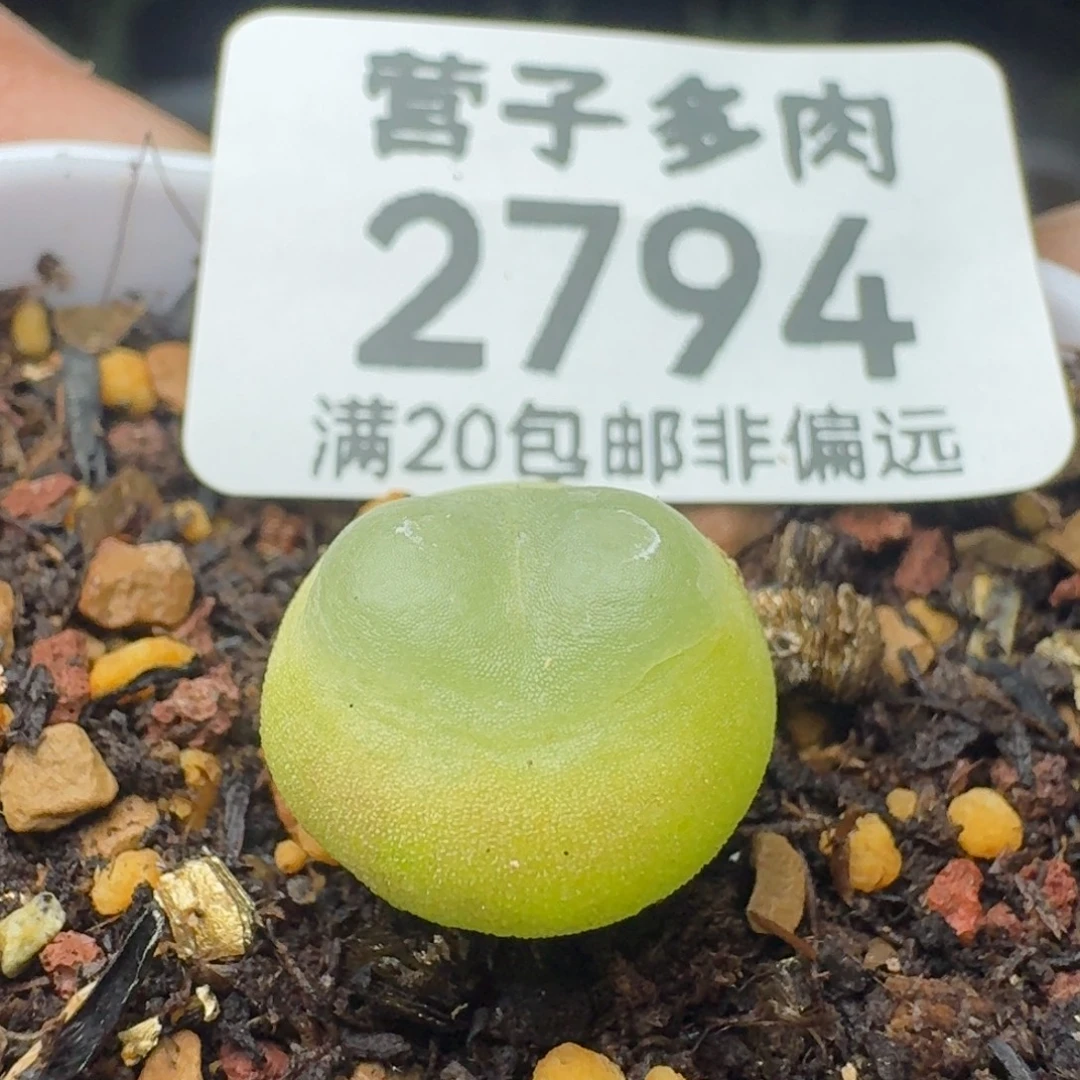 拉登1.3脱土1200。