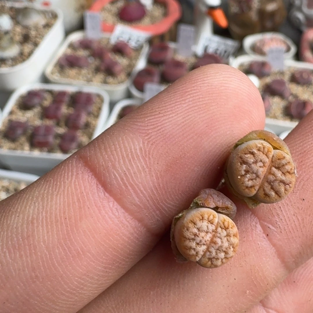 M****ZK905189杂交多肉