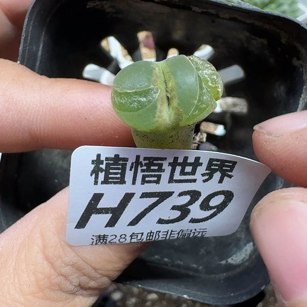 多肉植物的润泽光滑您