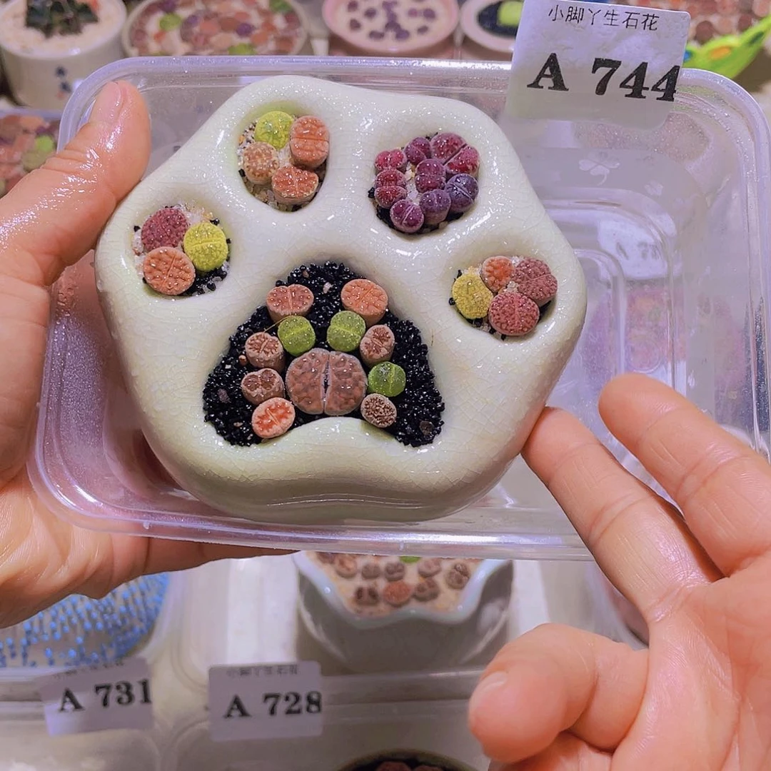 744生石花生生石生花