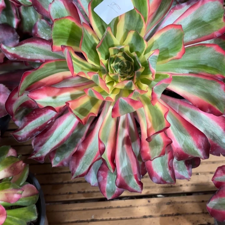 云南红魔女好看18号