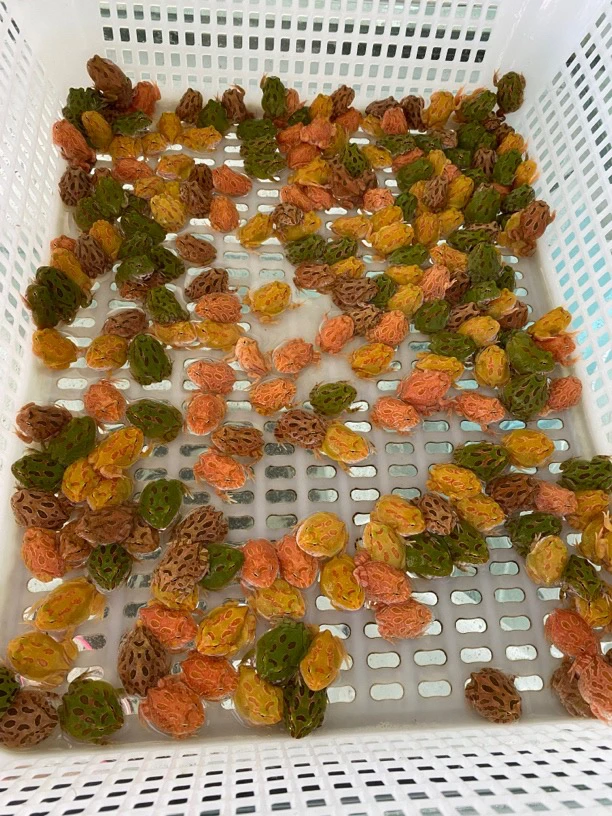 两只 南美角蛙苗 活体宠物 直播可选