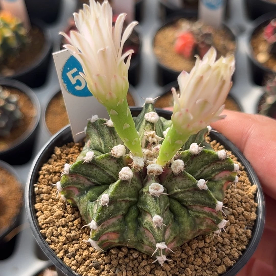 515实生肋骨海神带盆带土