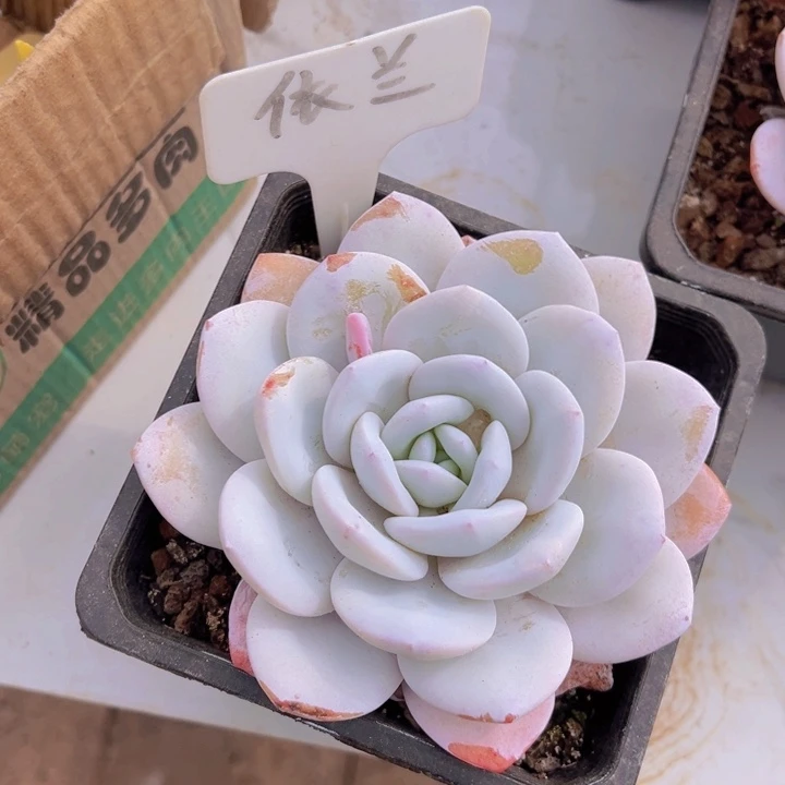 健健康康平平安安