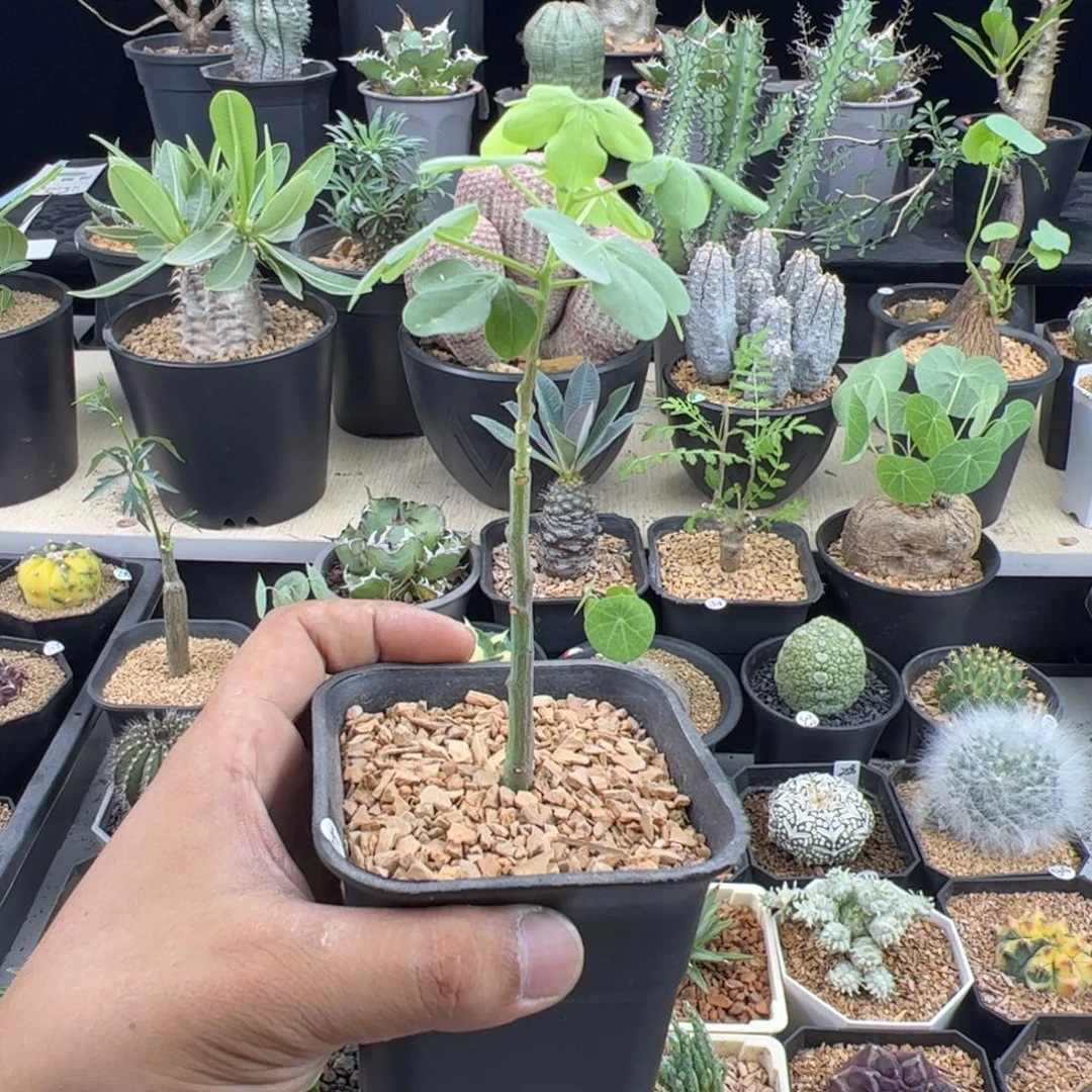 幻蝶曼扦插一物一拍带盆发