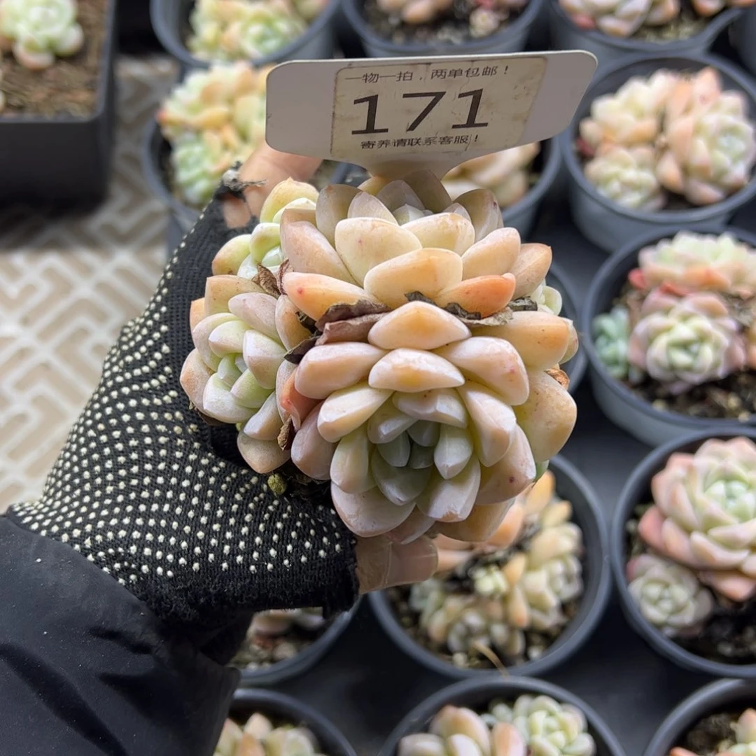 红陶171号多肉植物