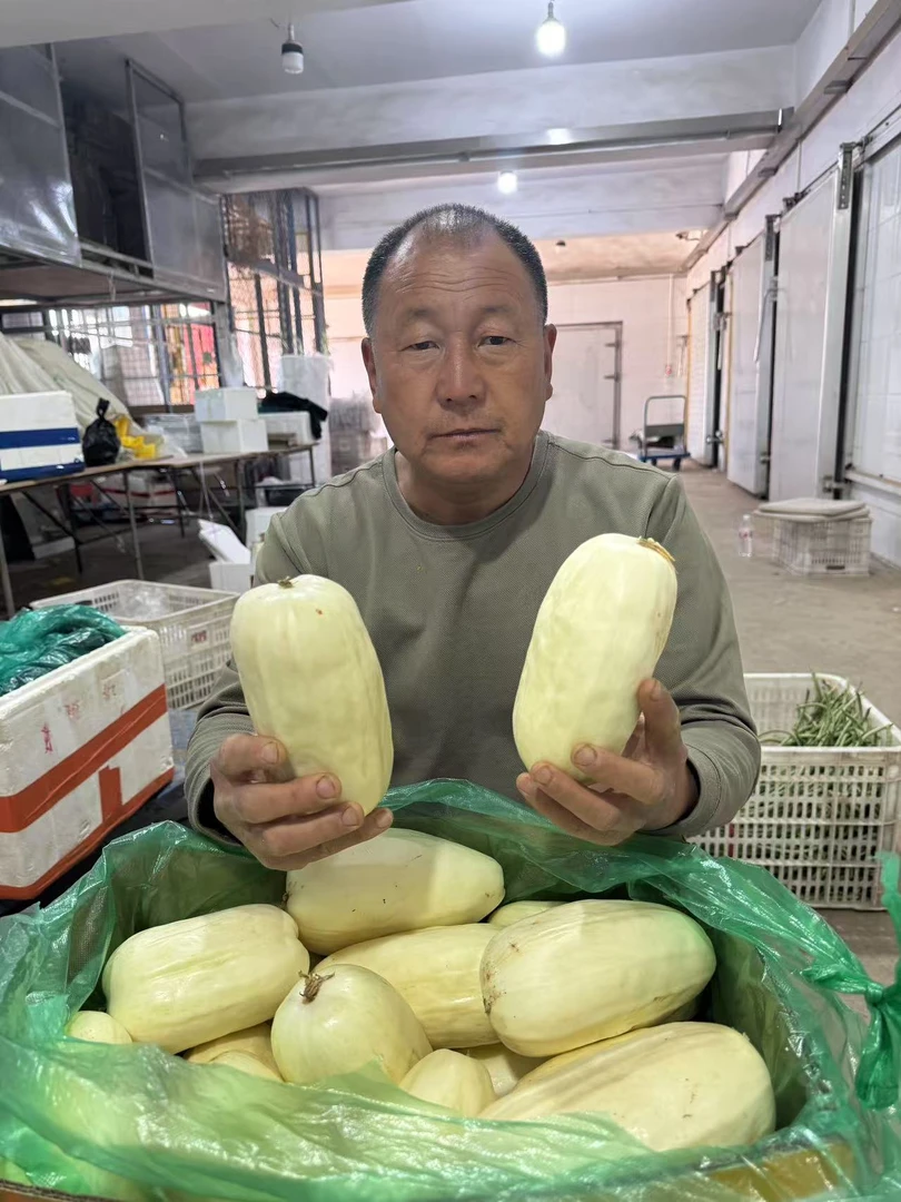 顺丰到家  天津本地白菜瓜 新鲜现摘  净重5斤