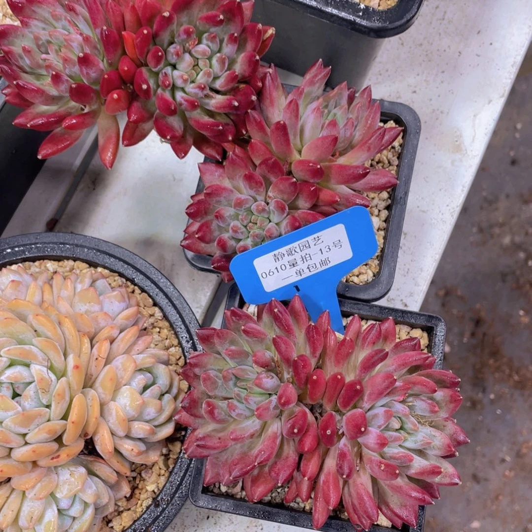 0610-13-虞美人羽毛体大双头一颗