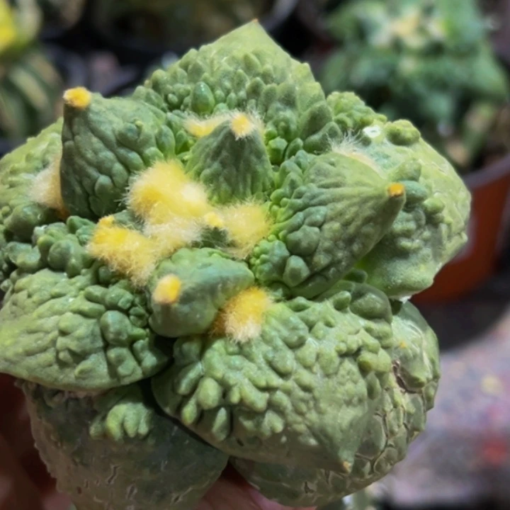 无花朵大尤栗源怒涛牡丹086