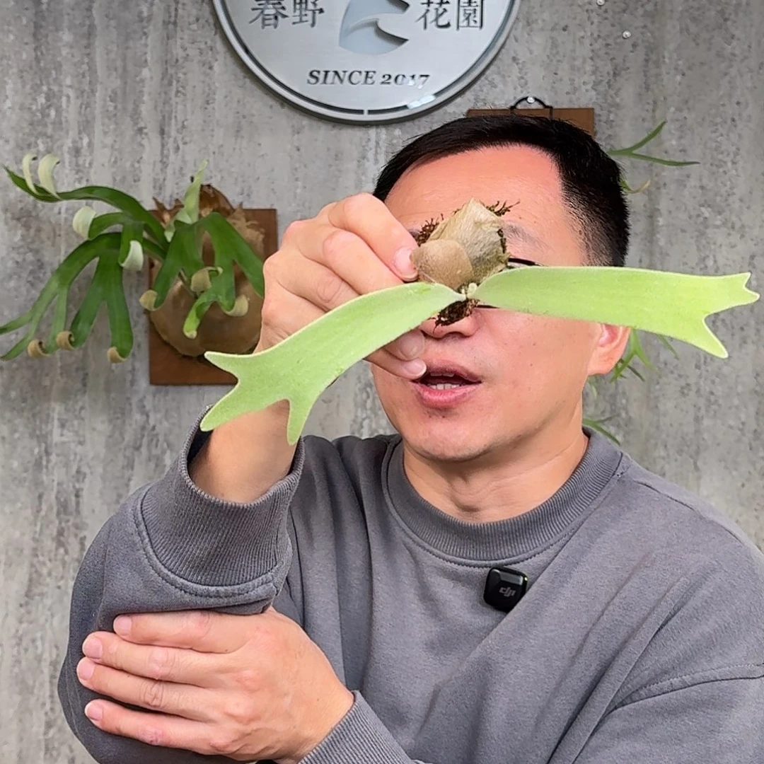 完全开放A9鹿角蕨书签板春野花园