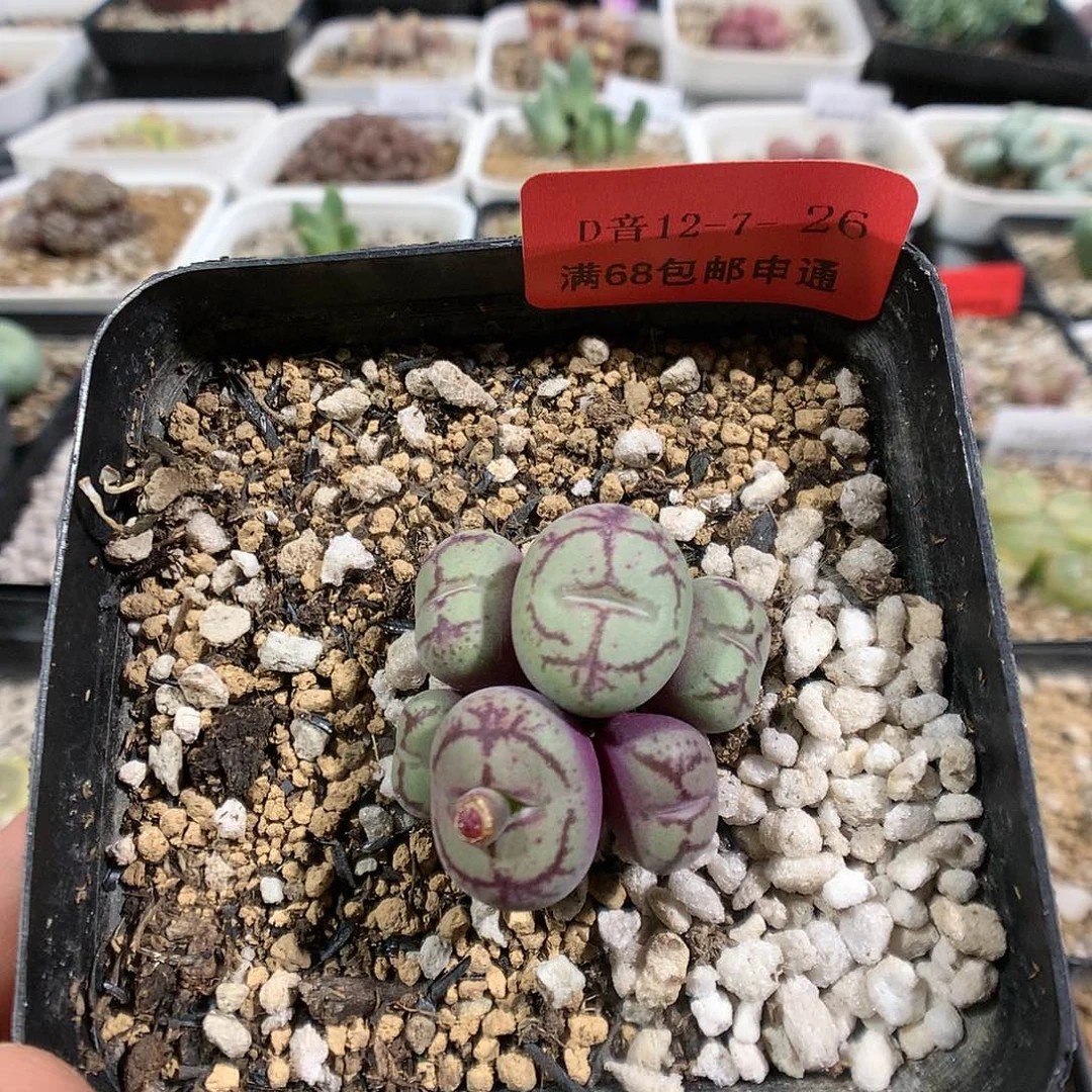 12-7-26     母本八重猴