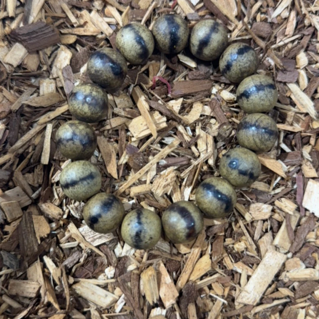 46 福来精选文玩沉香木作手串15mm