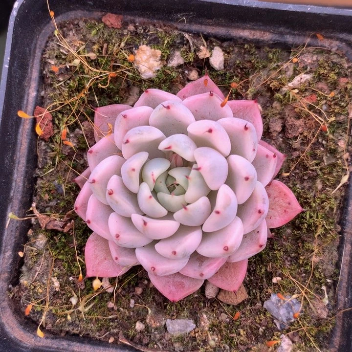 兜****এ妲己锦锦上园艺一物一拍