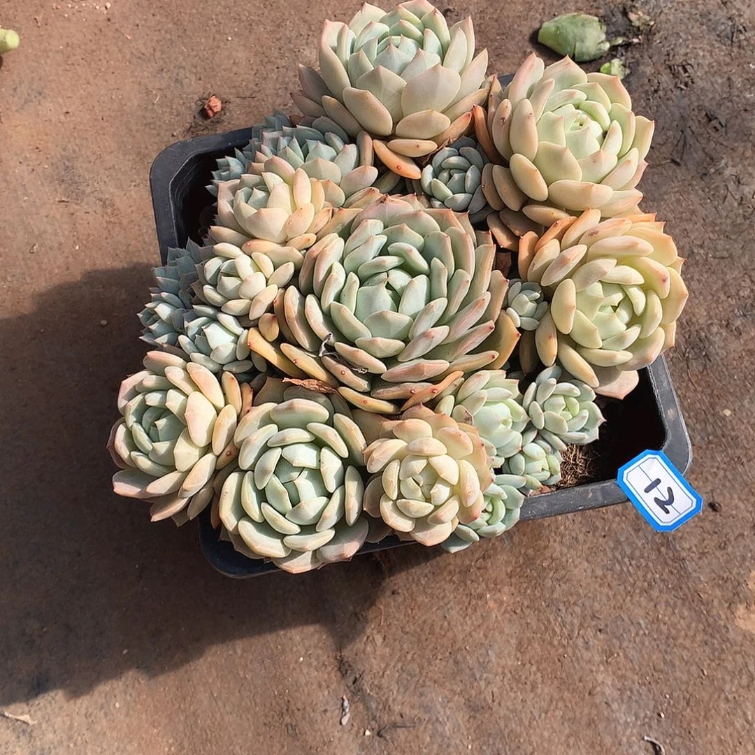 12蓝眼睛 一物一拍多肉