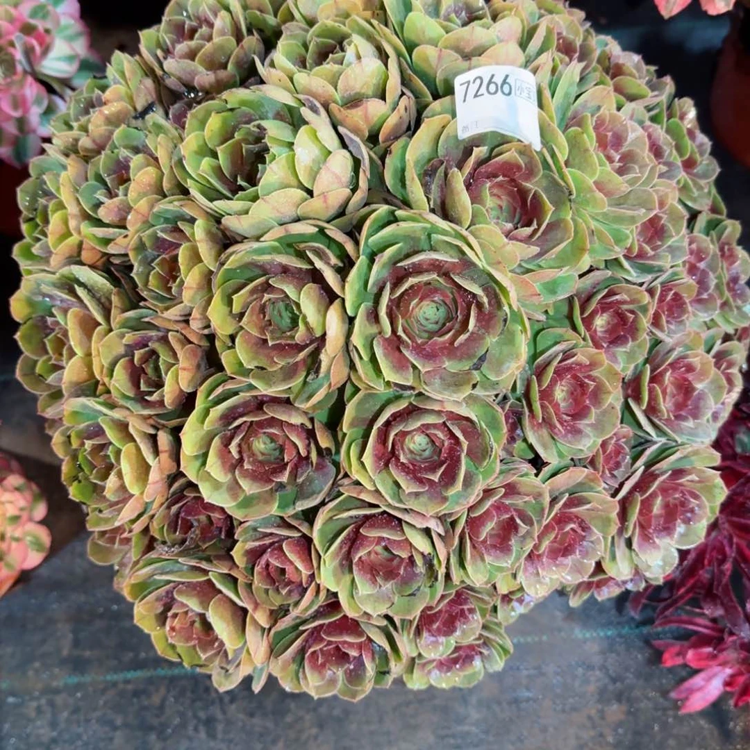西****?万圣节多肉7266多肉