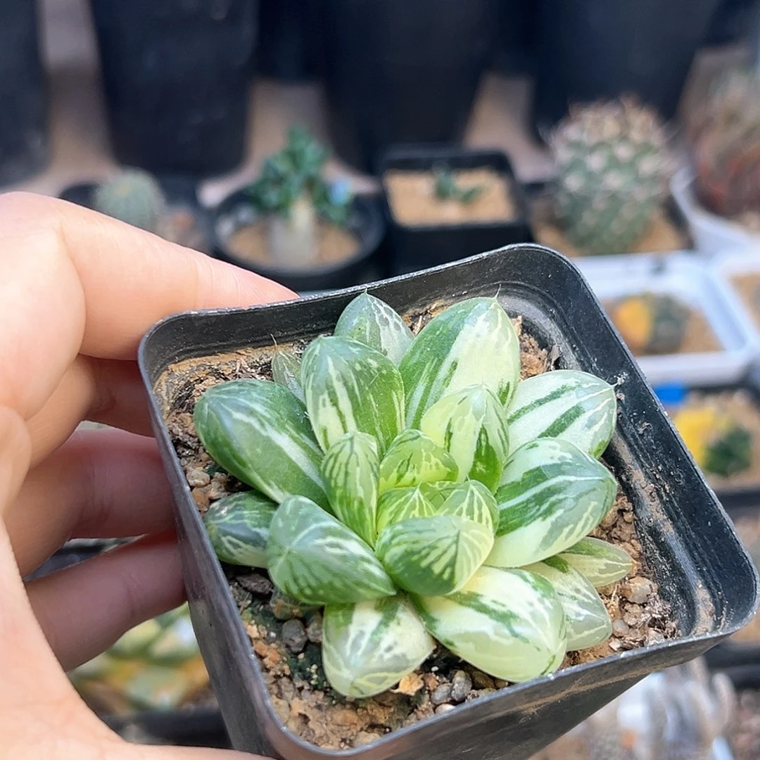 虎斑锦玉露一颗一颗