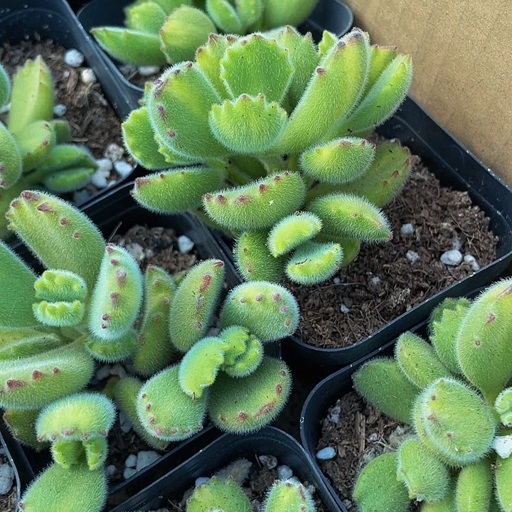 6.5方黄熊带盆土发