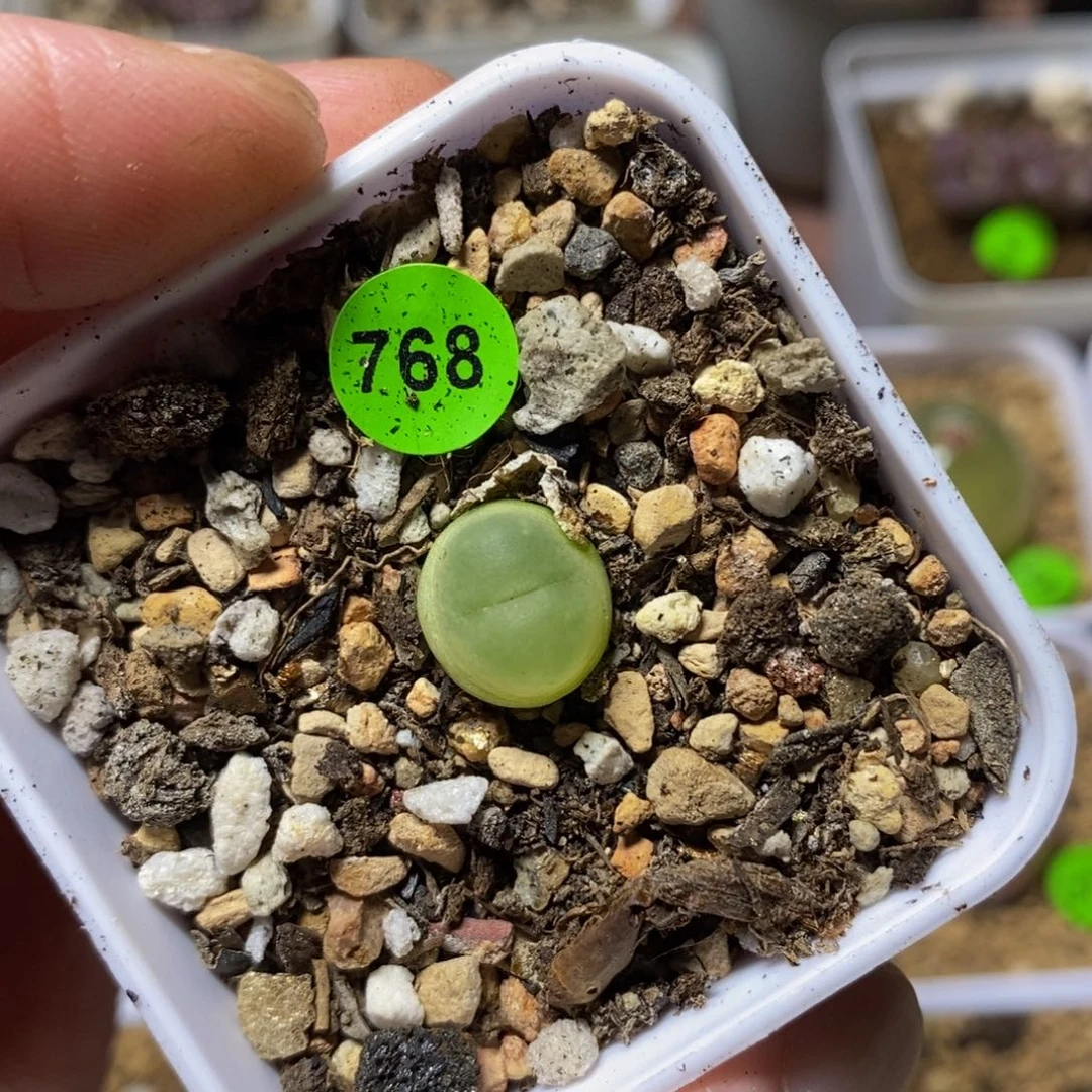 拉登1.1+多肉植物768