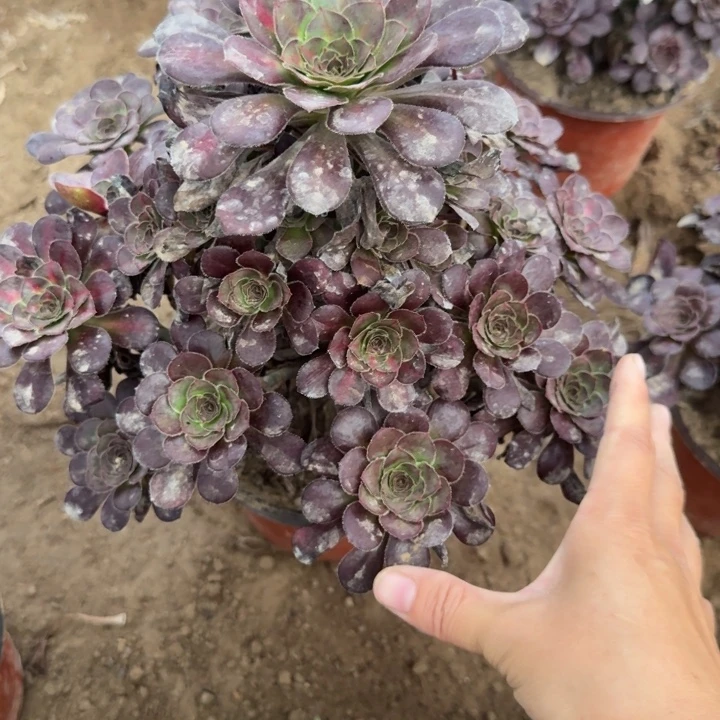 2831二号棚多肉植物H