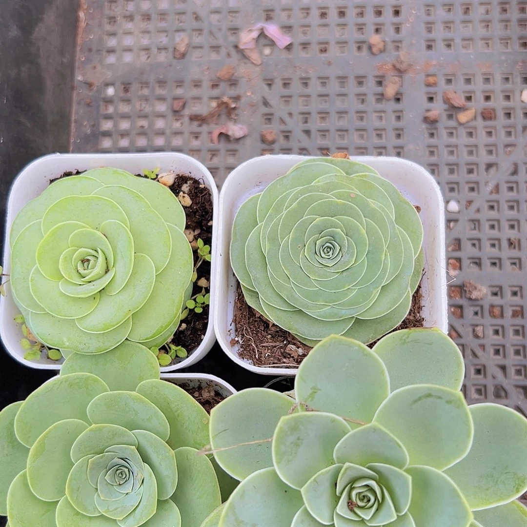 玫瑰组合4盆19包邮