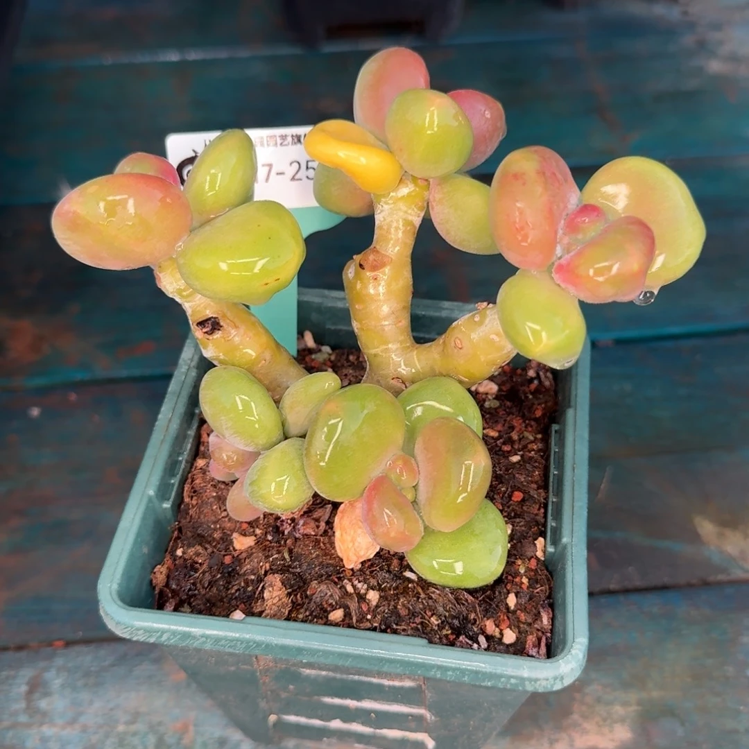 从前慢花园多肉编号1117-257