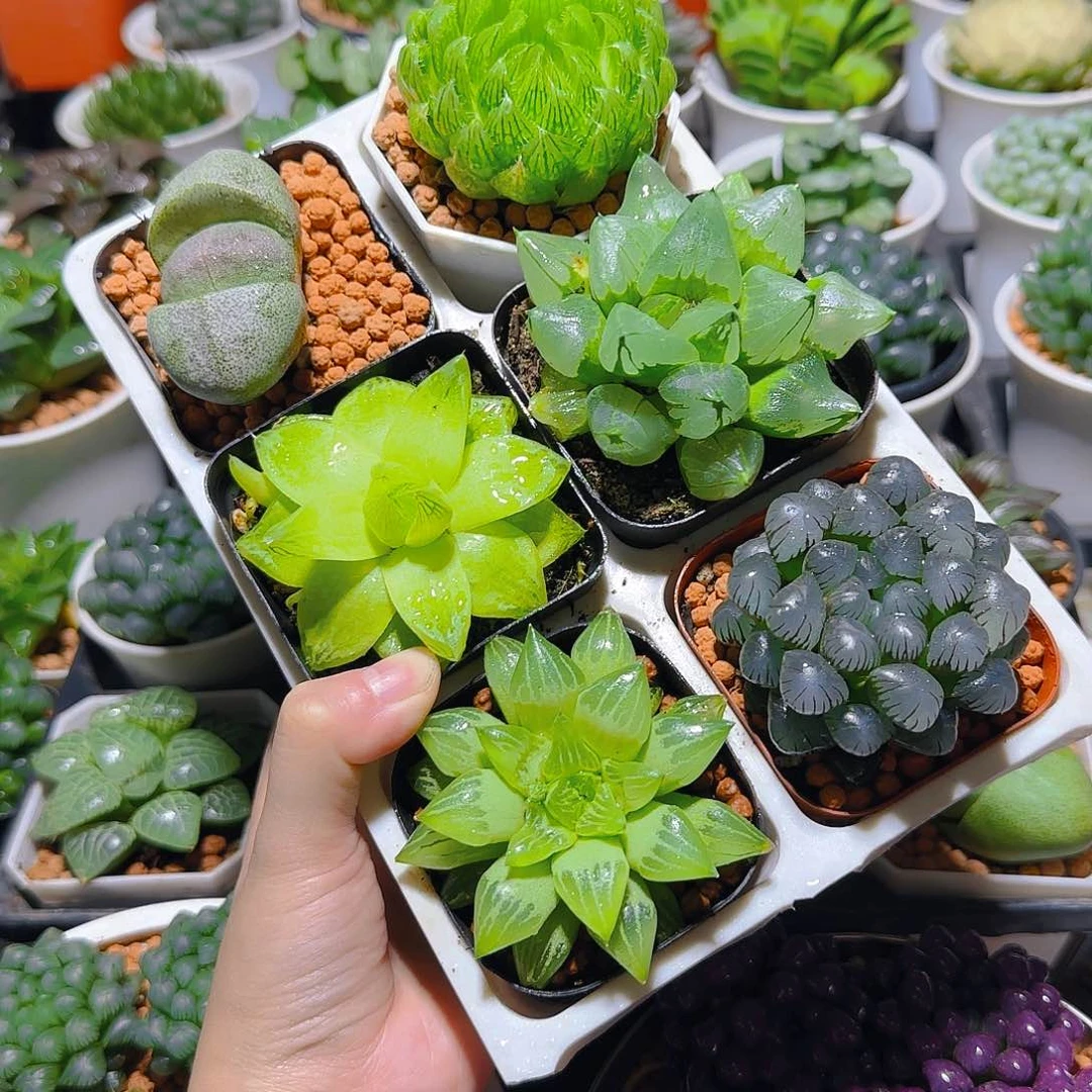 玉露六件套多肉，原盆