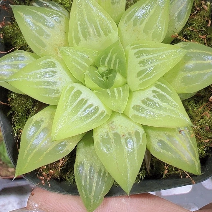 水晶寿19包邮多肉植物